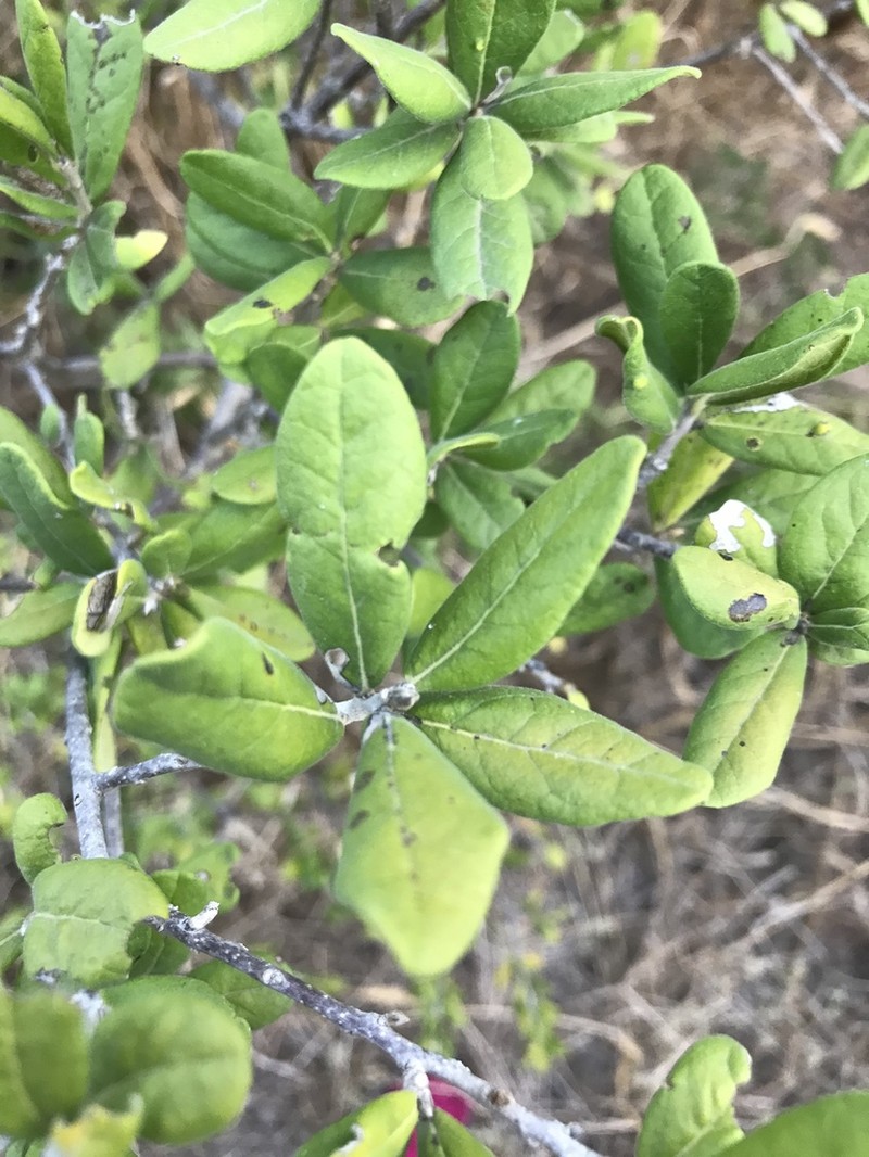 Texas Persimmon photo 7