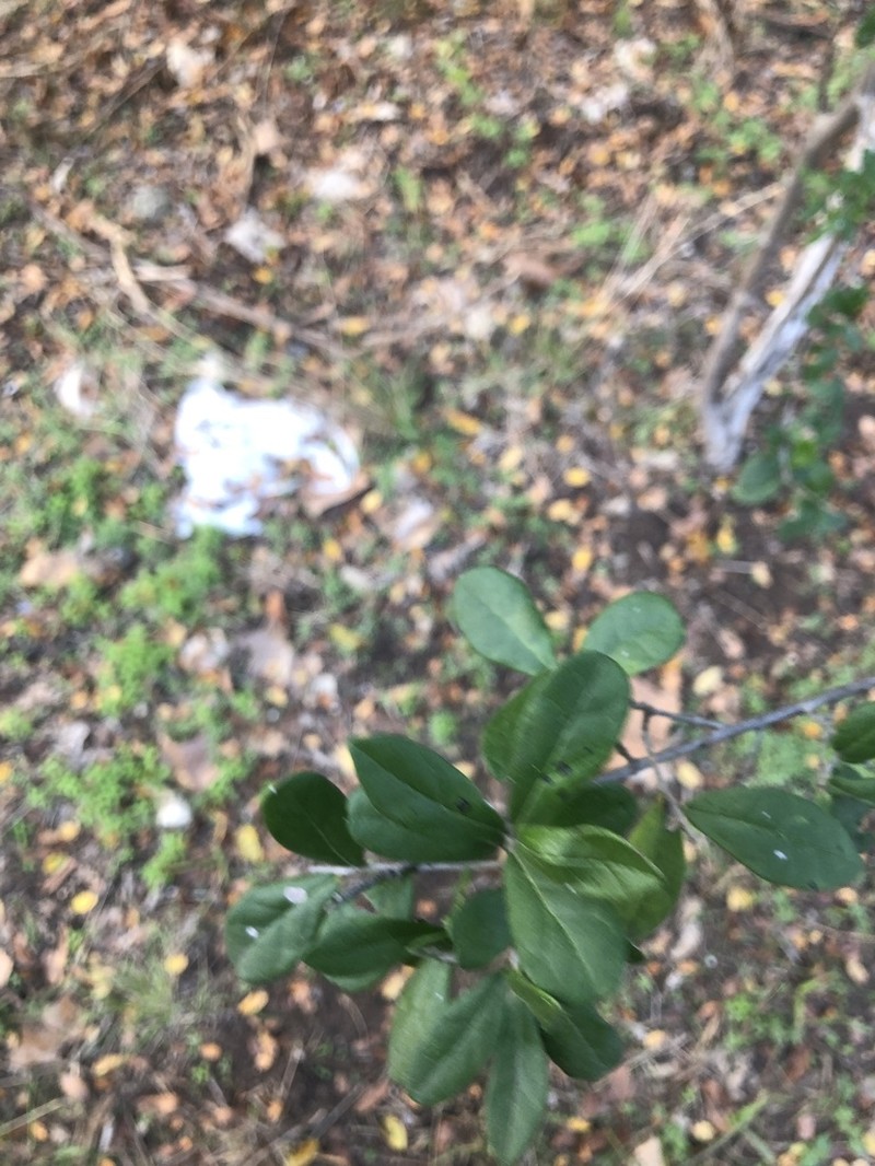 Texas Persimmon photo 8