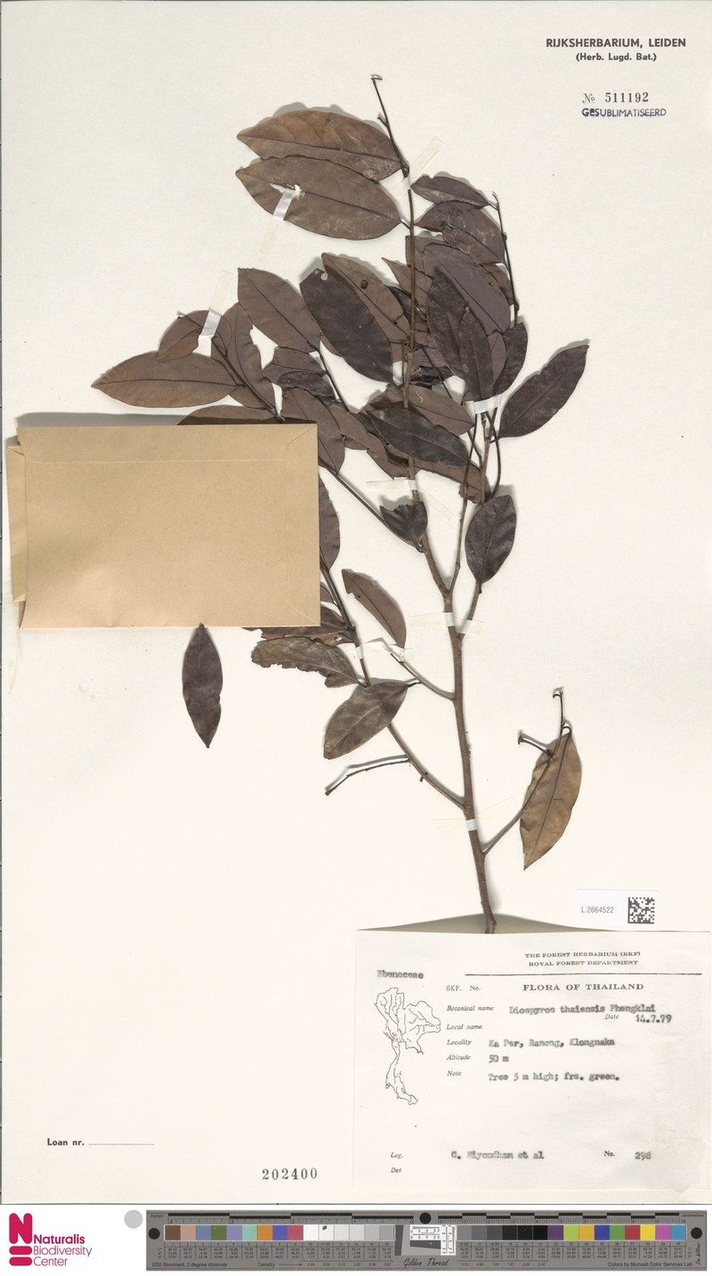 Diospyros thaiensis