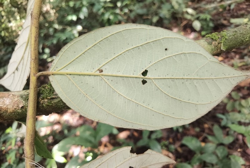 Diospyros thomasii