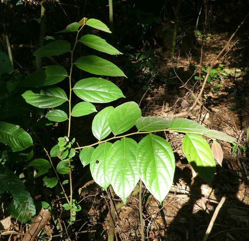 Diospyros thomasii photo 2