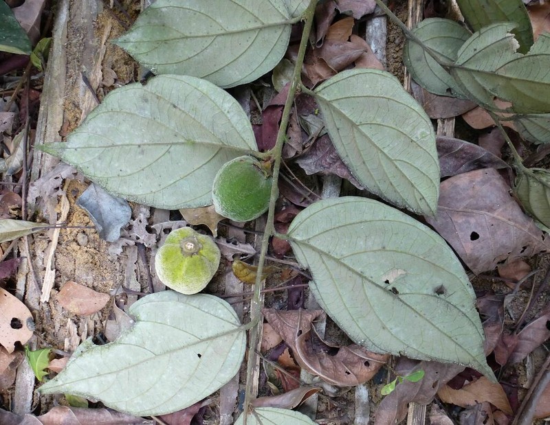 Diospyros thomasii photo 3