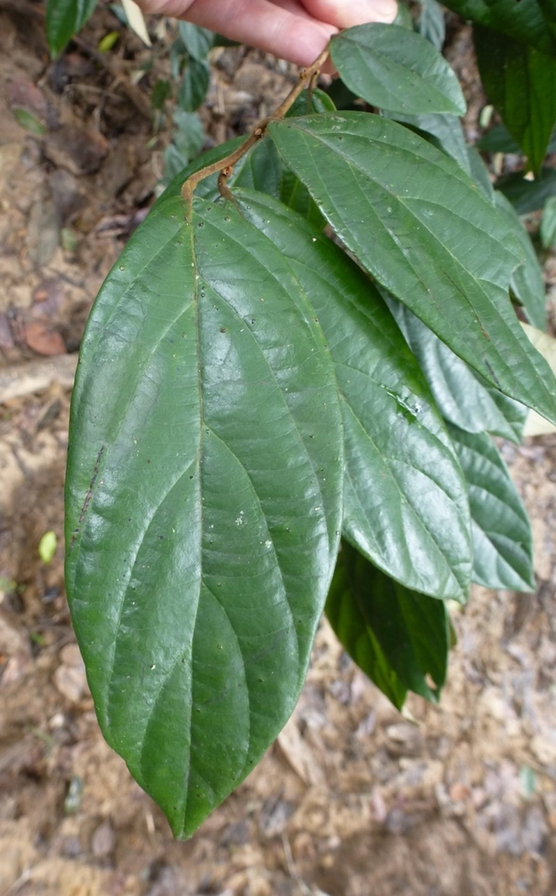 Diospyros thomasii photo 4