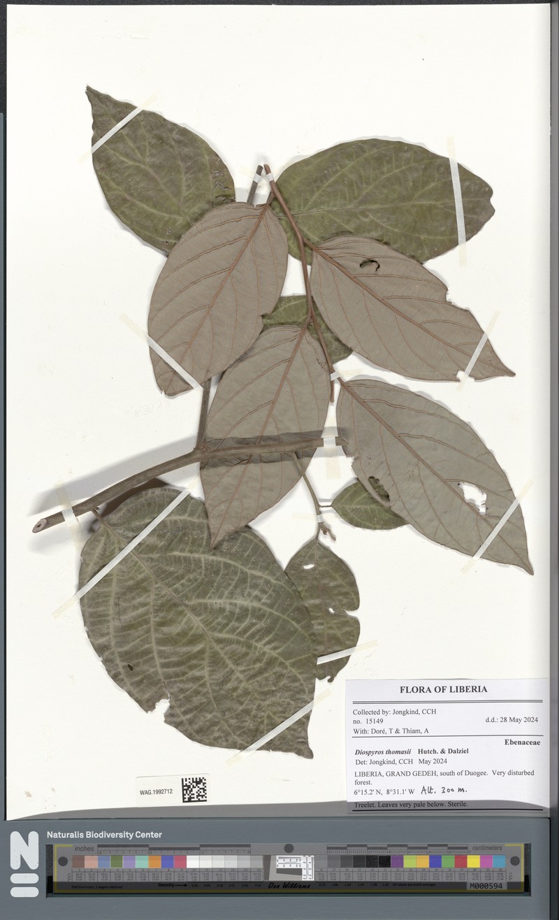 Diospyros thomasii photo 5