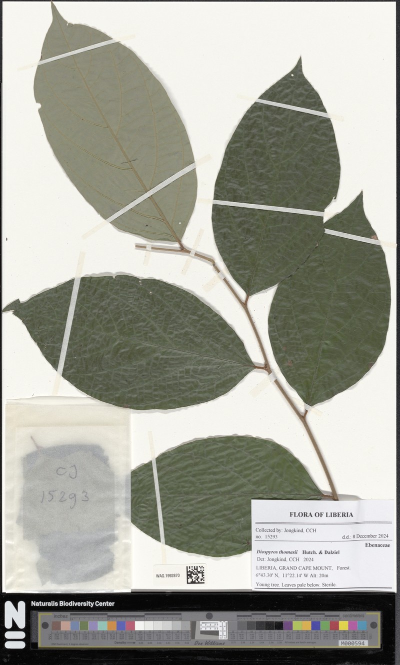 Diospyros thomasii photo 6