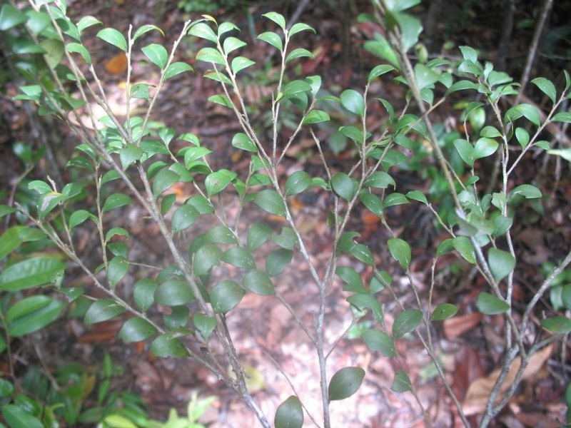 Diospyros thouarsii