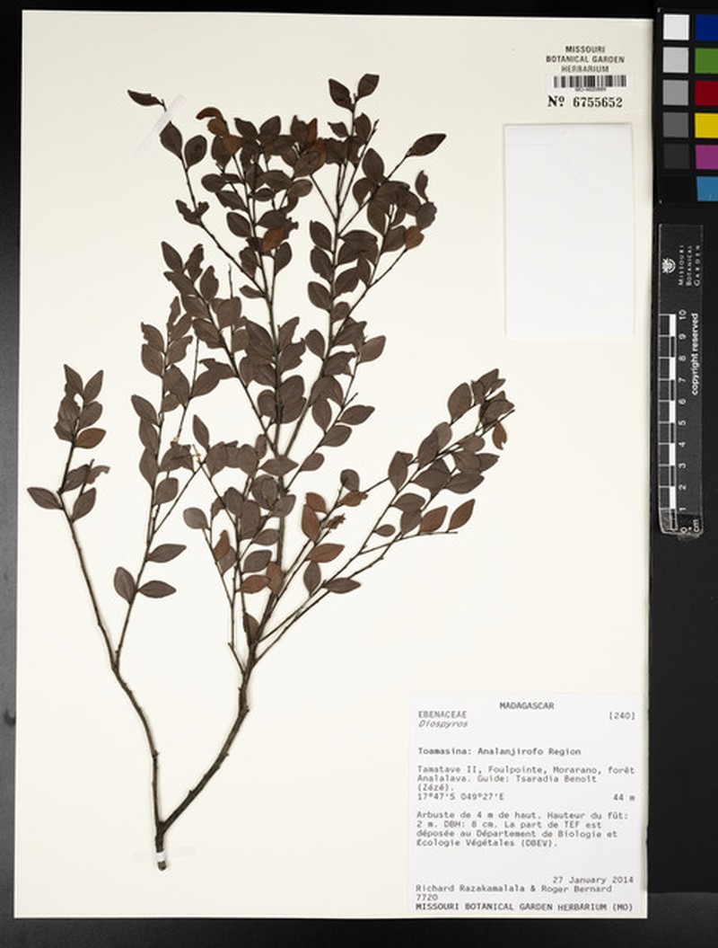 Diospyros thouarsii photo 2