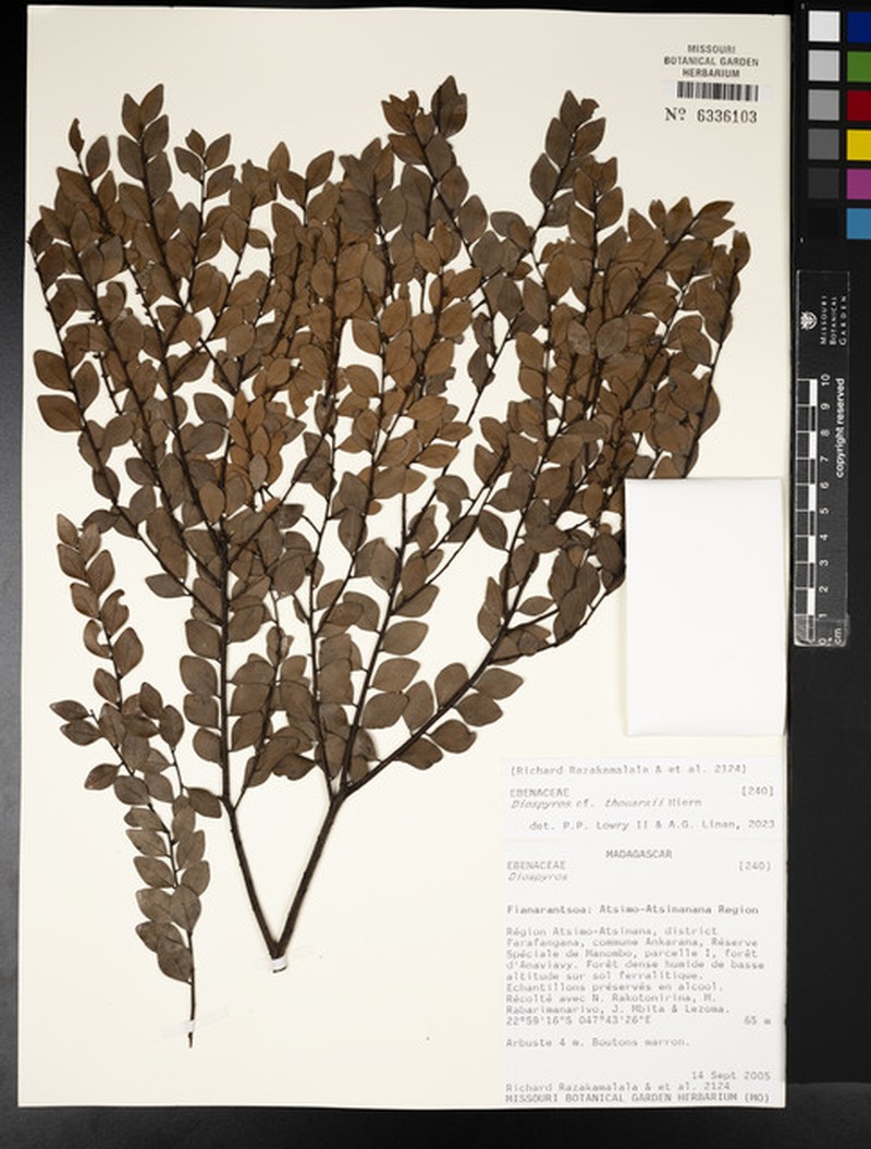 Diospyros thouarsii photo 3