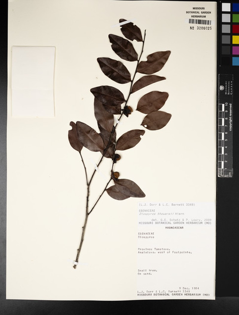 Diospyros thouarsii photo 4