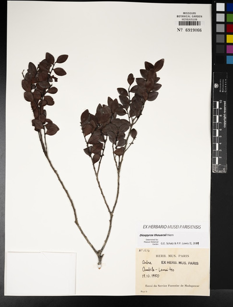 Diospyros thouarsii photo 5