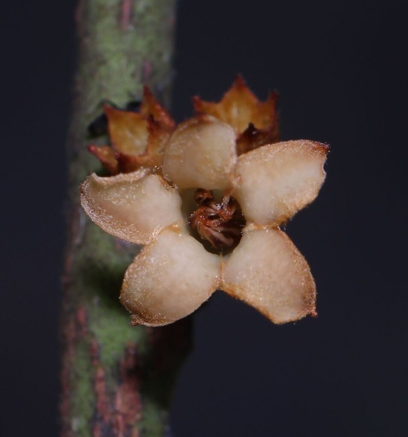 Diospyros thwaitesii