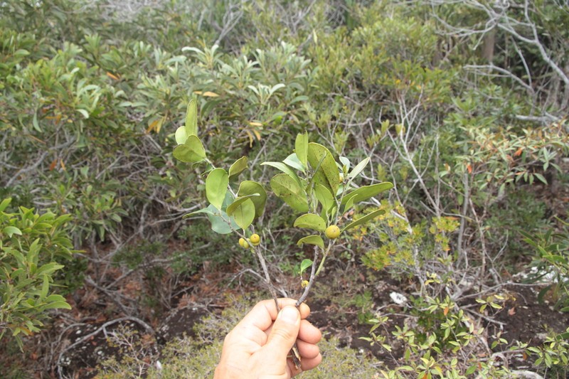 Diospyros tireliae