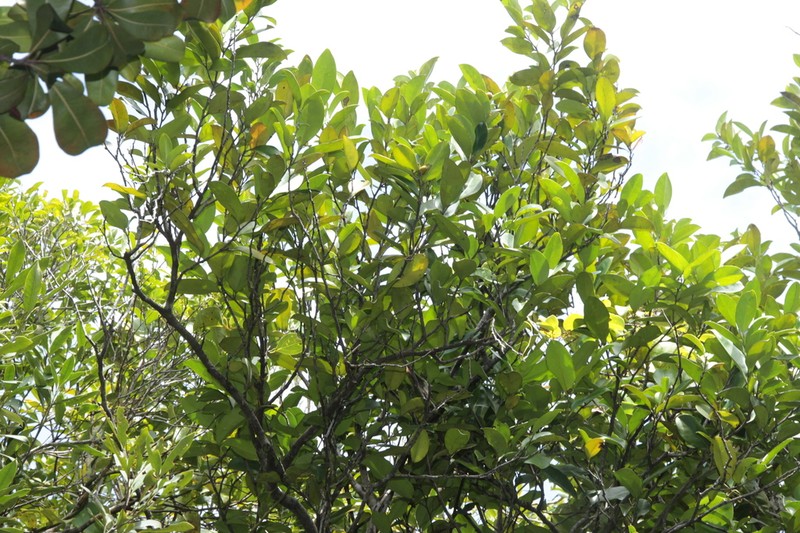 Diospyros tireliae photo 2
