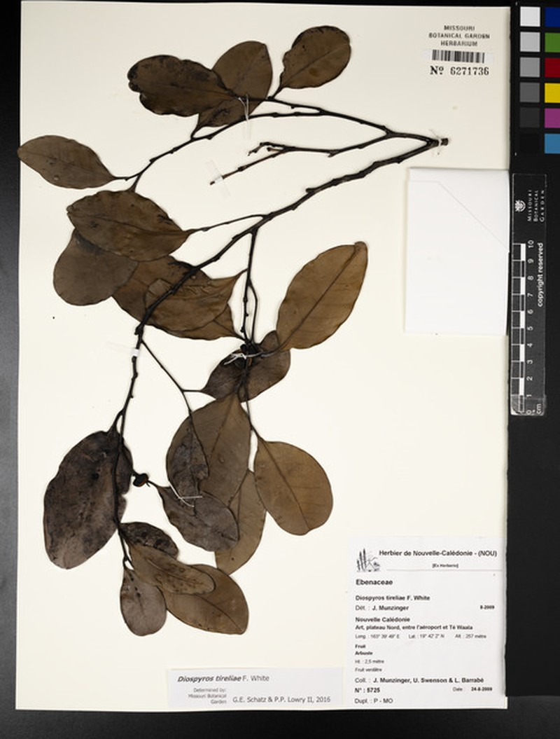Diospyros tireliae photo 3
