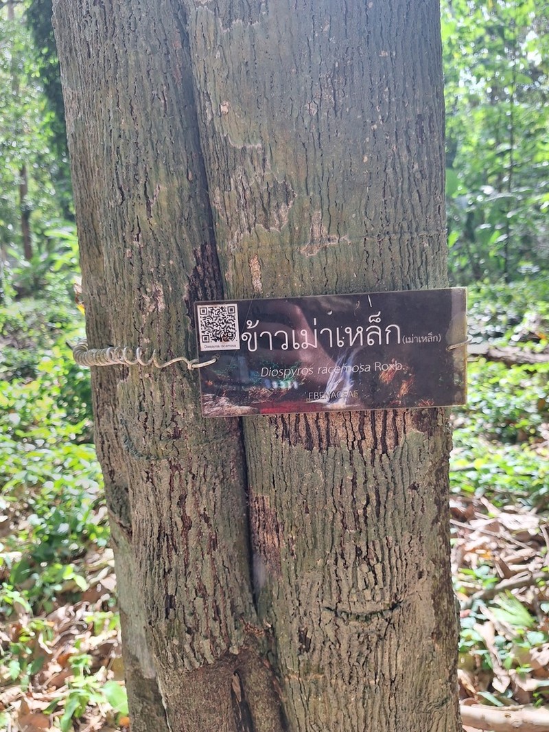 Diospyros toposia