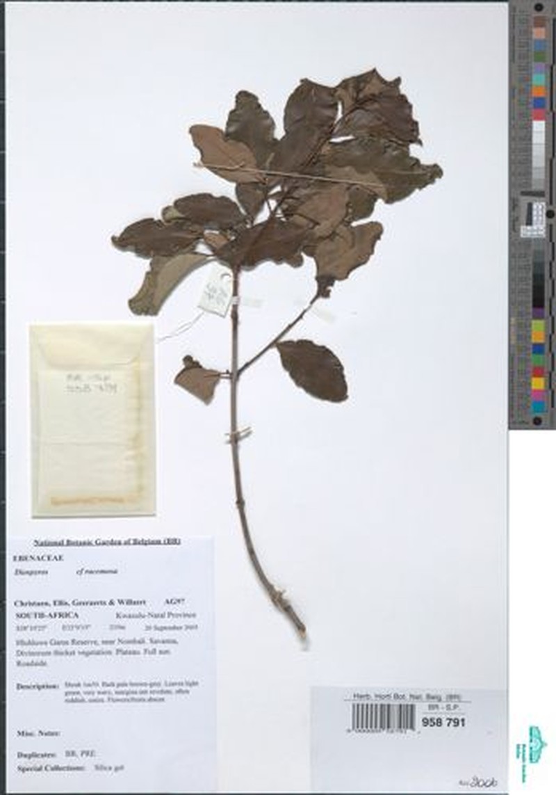Diospyros toposia photo 2