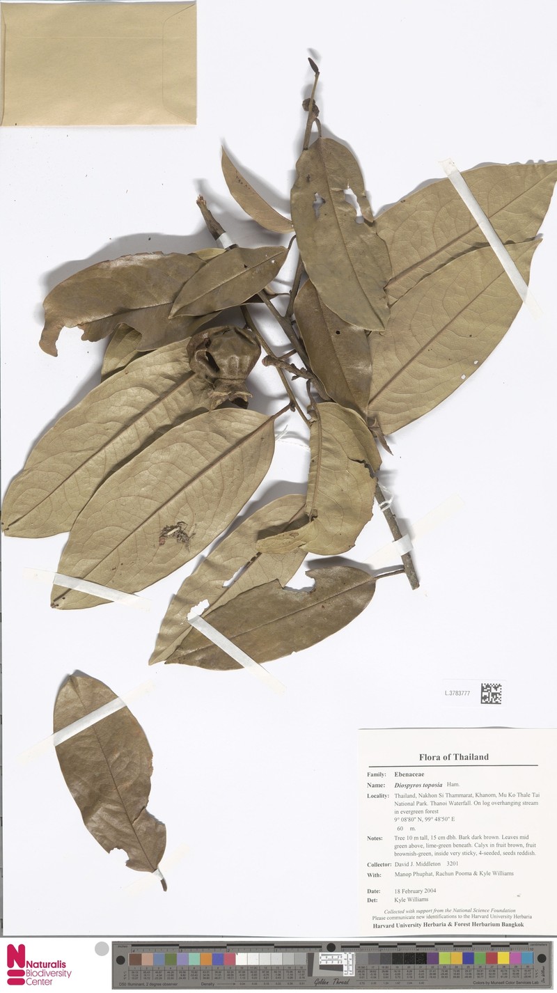 Diospyros toposia photo 3