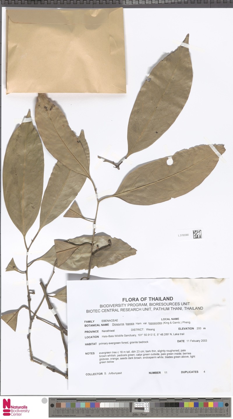 Diospyros toposia photo 4