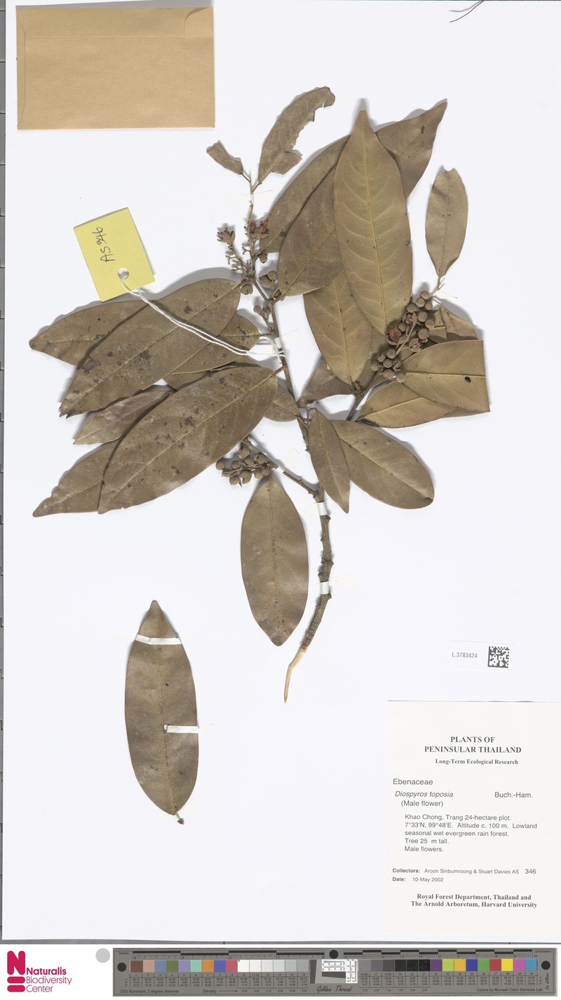 Diospyros toposia photo 5