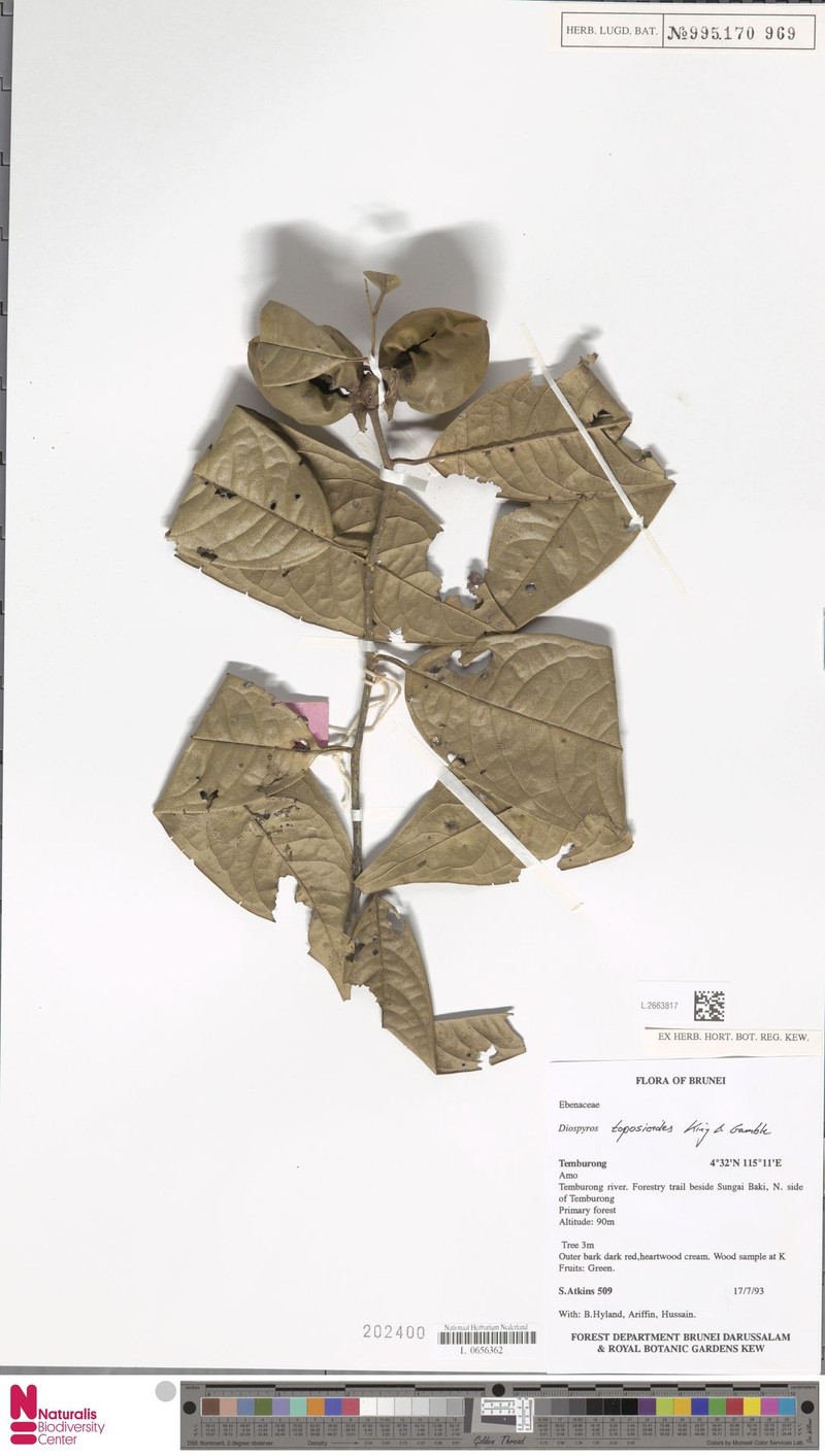 Diospyros toposioides