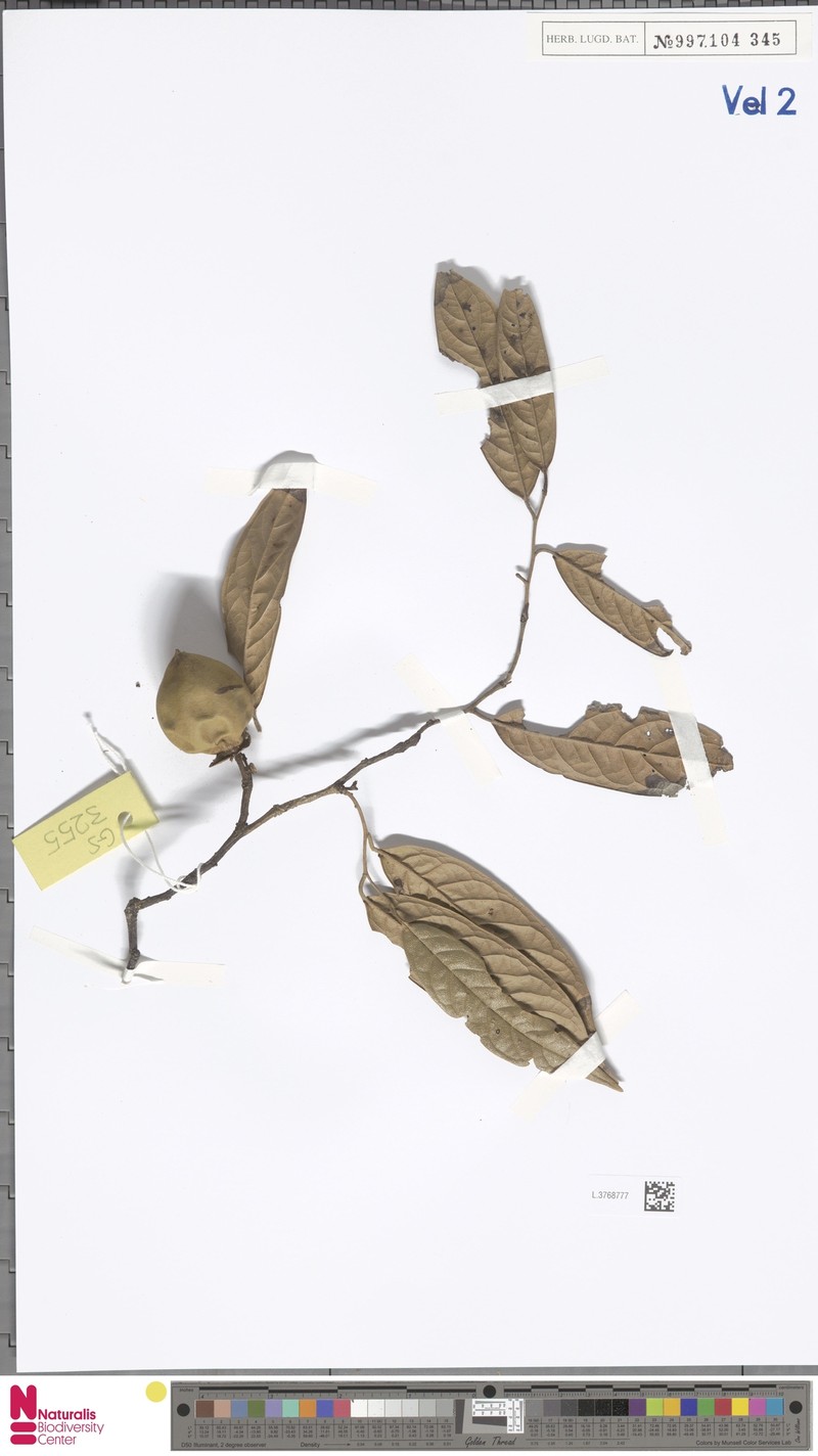 Diospyros toposioides photo 2