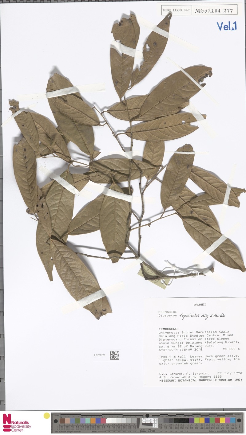Diospyros toposioides photo 3