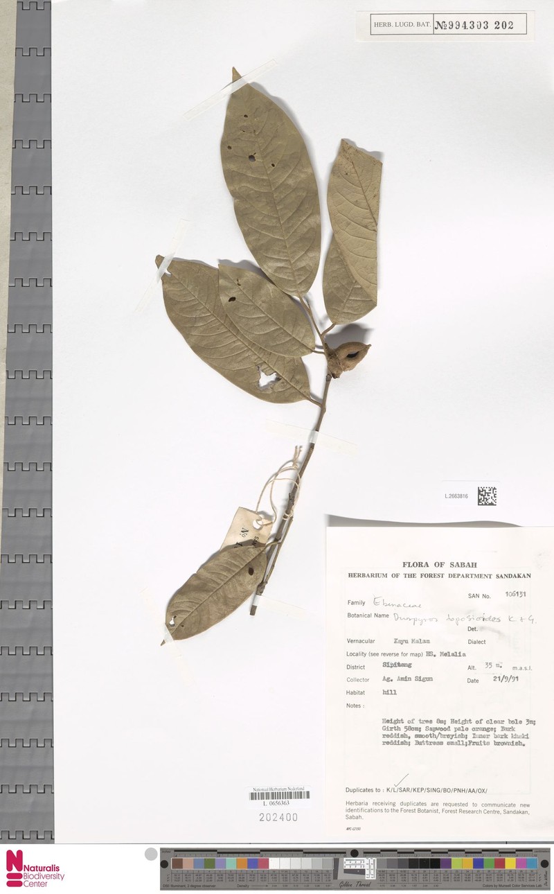 Diospyros toposioides photo 4
