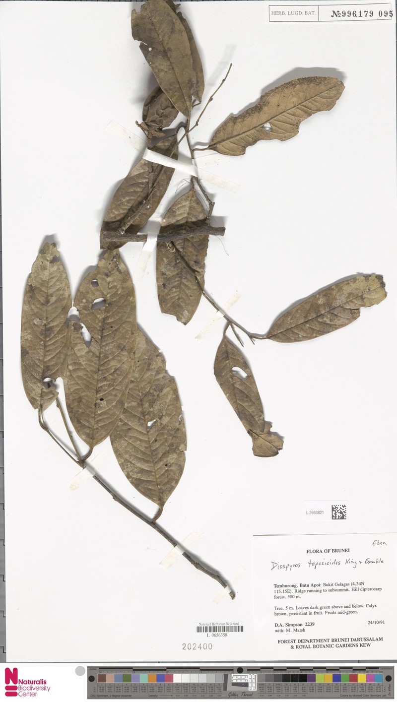 Diospyros toposioides photo 5