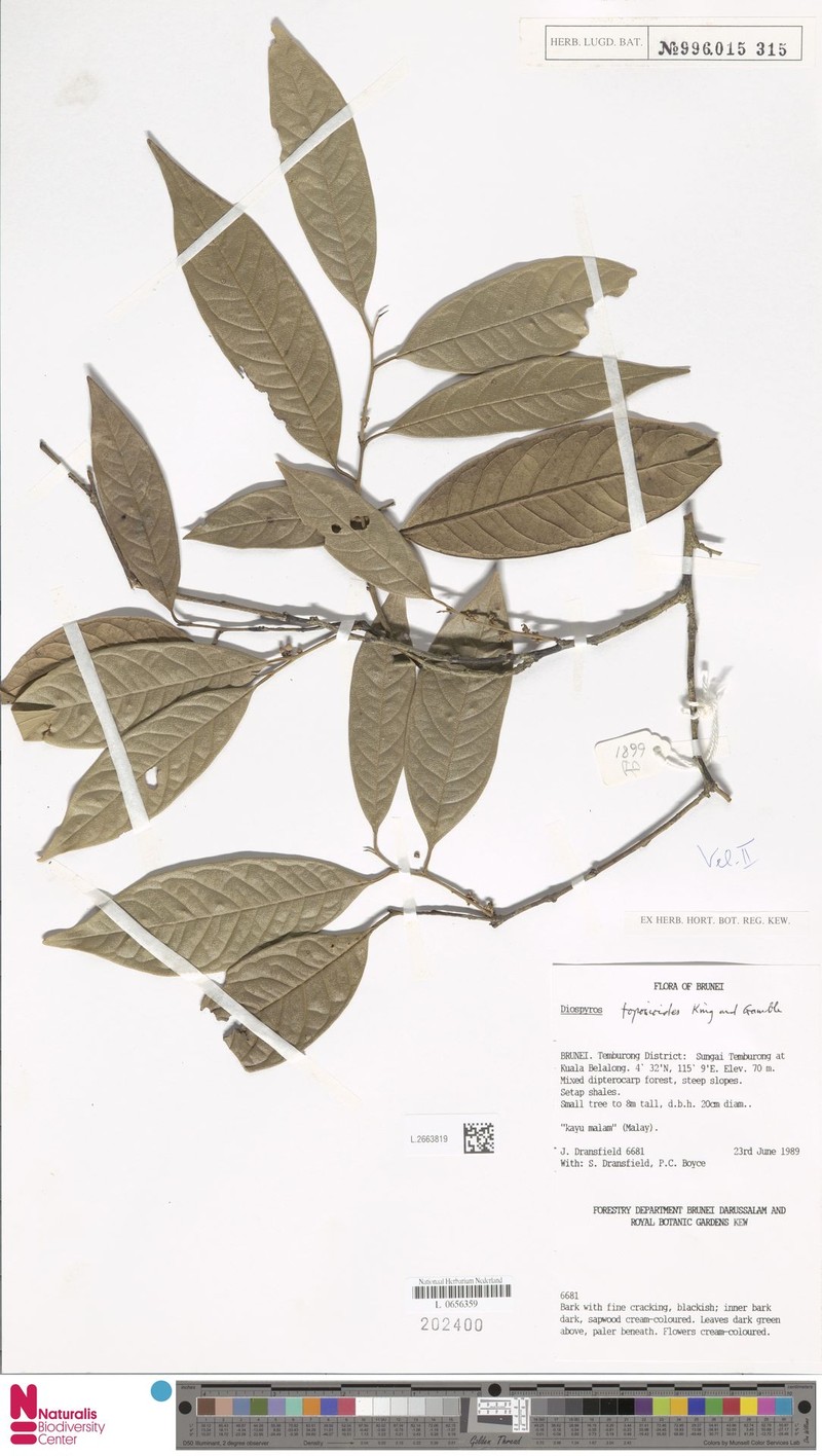 Diospyros toposioides photo 6