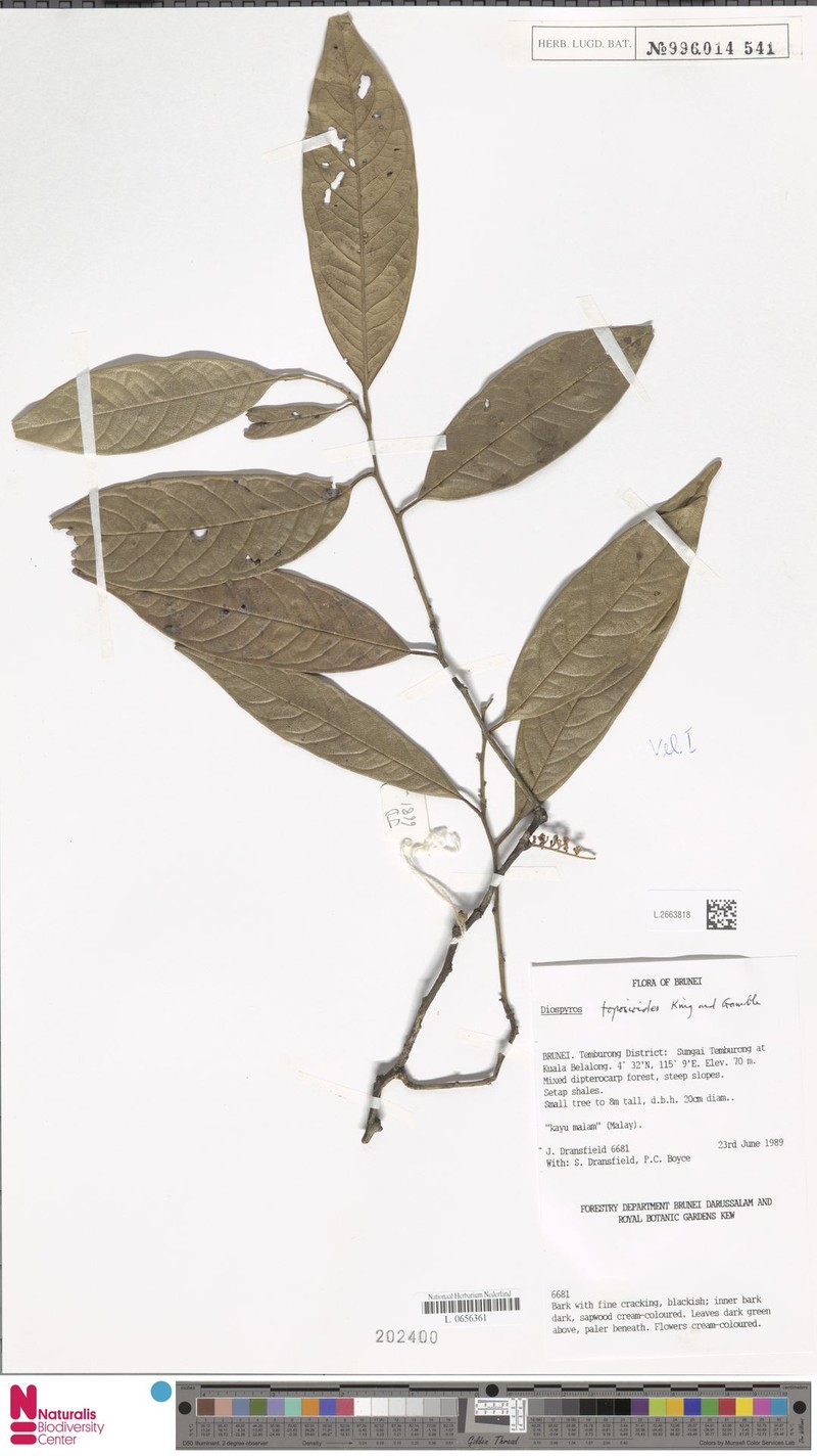 Diospyros toposioides photo 7