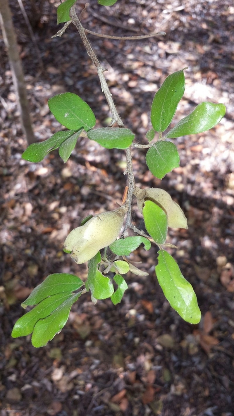 Diospyros torquata