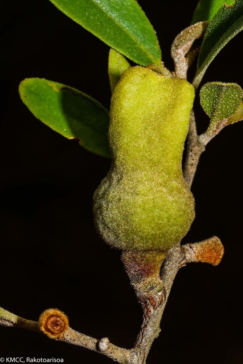 Diospyros torquata photo 3