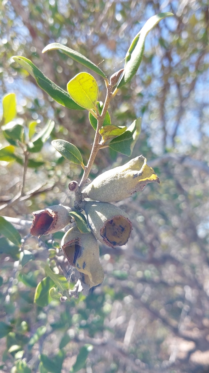 Diospyros torquata photo 4
