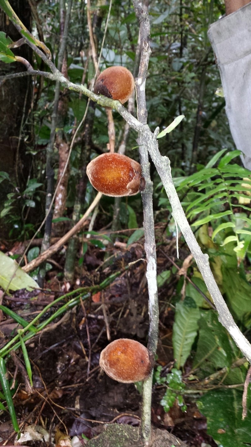 Diospyros toxicaria
