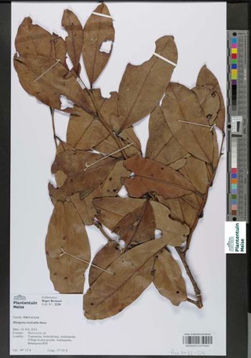 Diospyros toxicaria photo 2