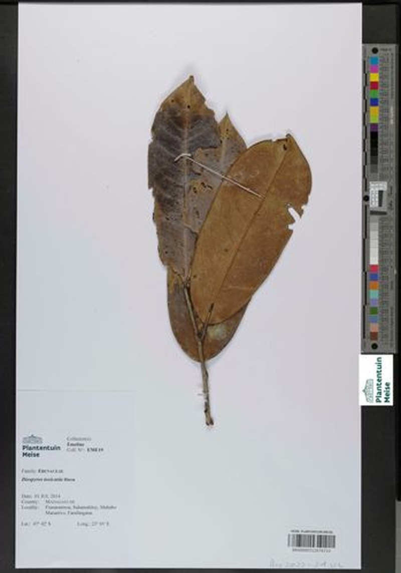 Diospyros toxicaria photo 3