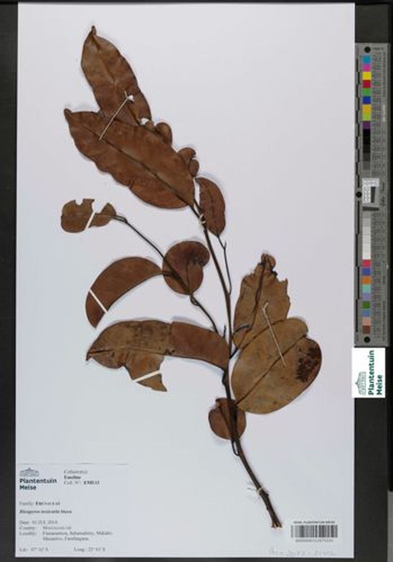 Diospyros toxicaria photo 4