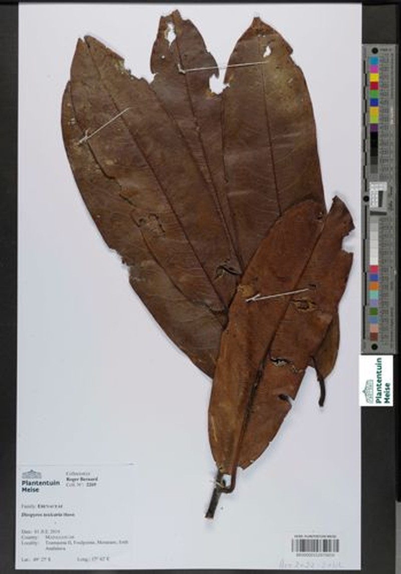 Diospyros toxicaria photo 5