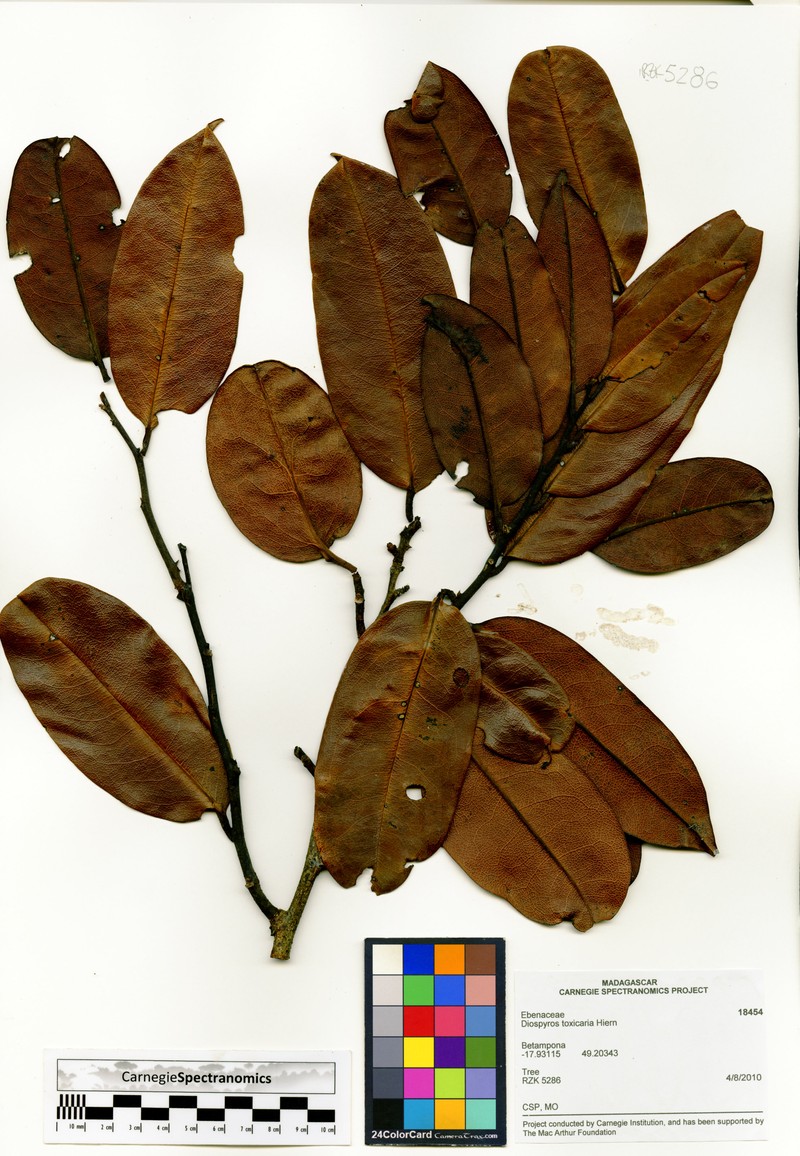Diospyros toxicaria photo 6