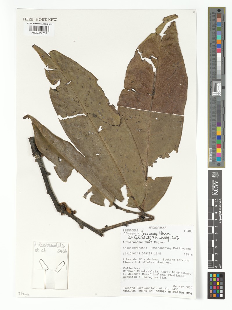 Diospyros toxicaria photo 7