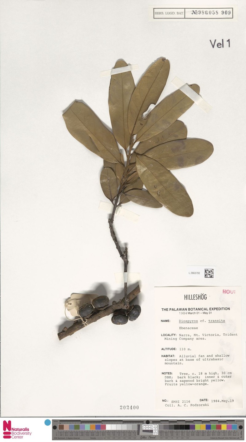 Diospyros transita