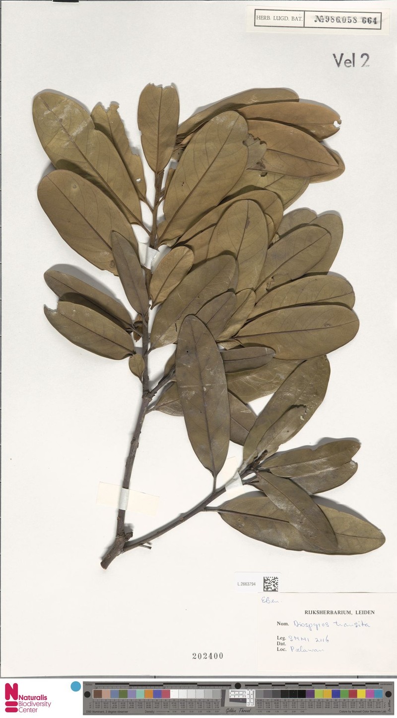 Diospyros transita photo 2