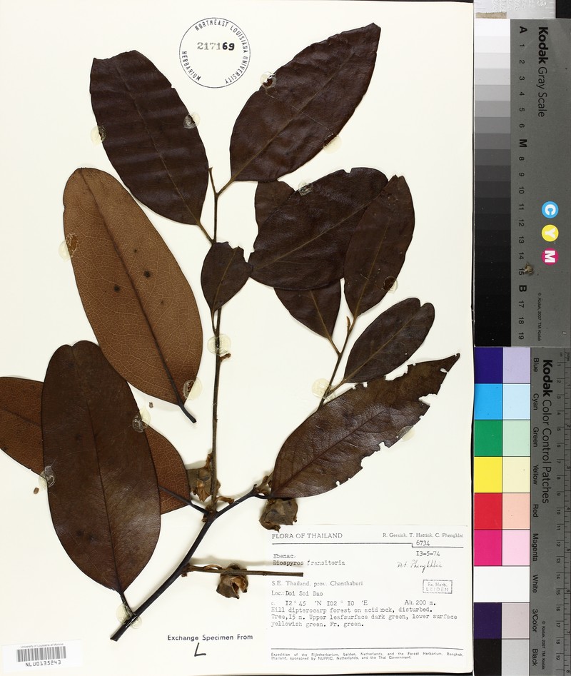 Diospyros transitoria photo 2