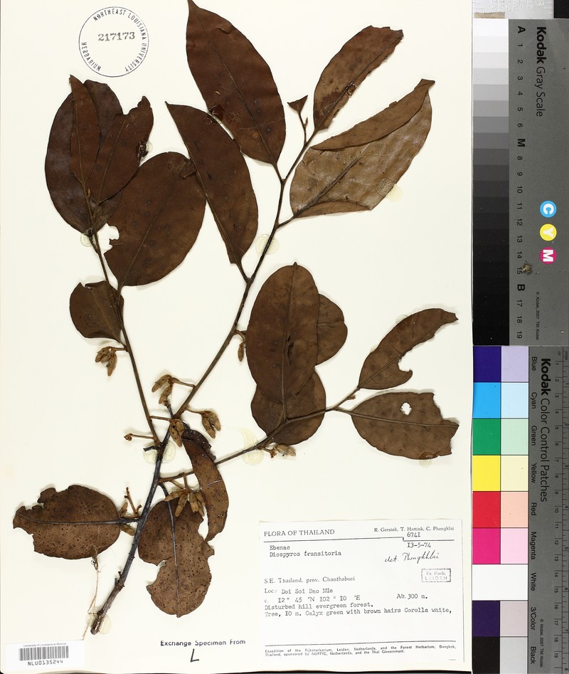 Diospyros transitoria photo 3
