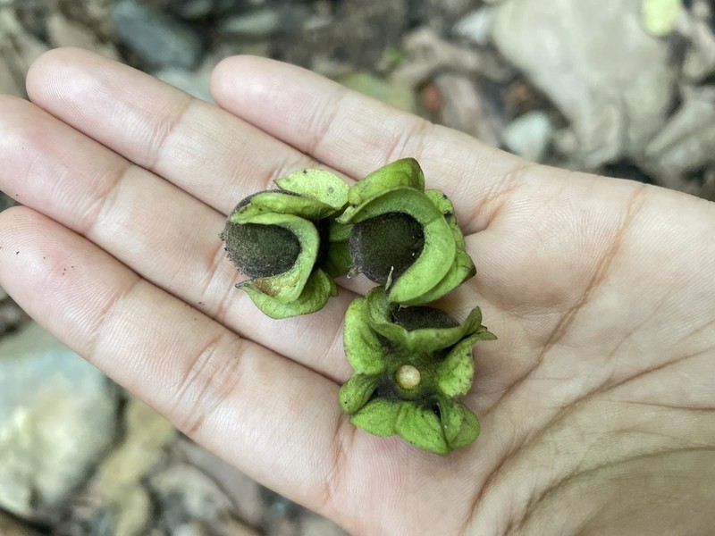 Diospyros transitoria