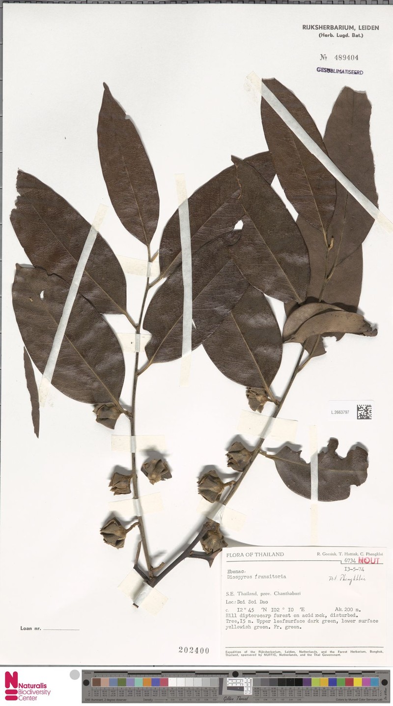 Diospyros transitoria photo 4