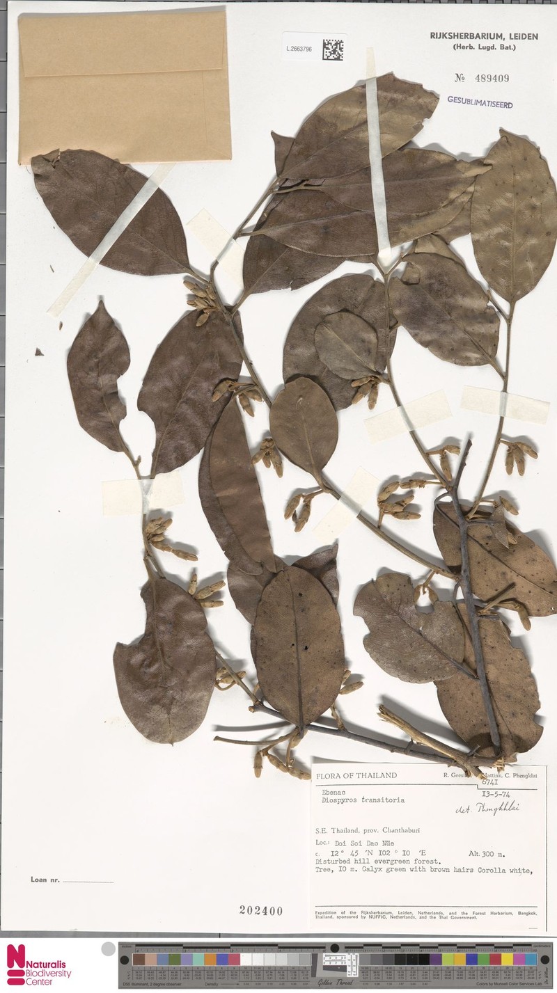 Diospyros transitoria photo 5