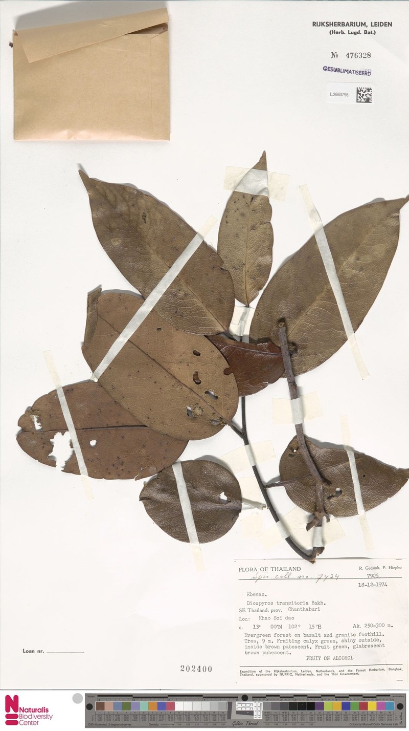 Diospyros transitoria photo 6
