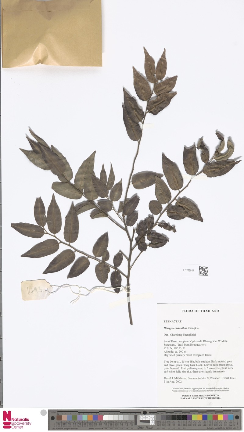 Diospyros trianthos