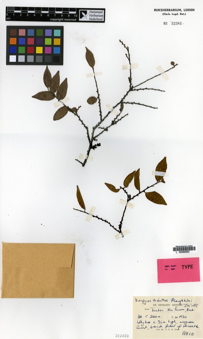 Diospyros trianthos photo 2